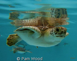 4 month old baby Green Sea Turtle by Pam Wood 